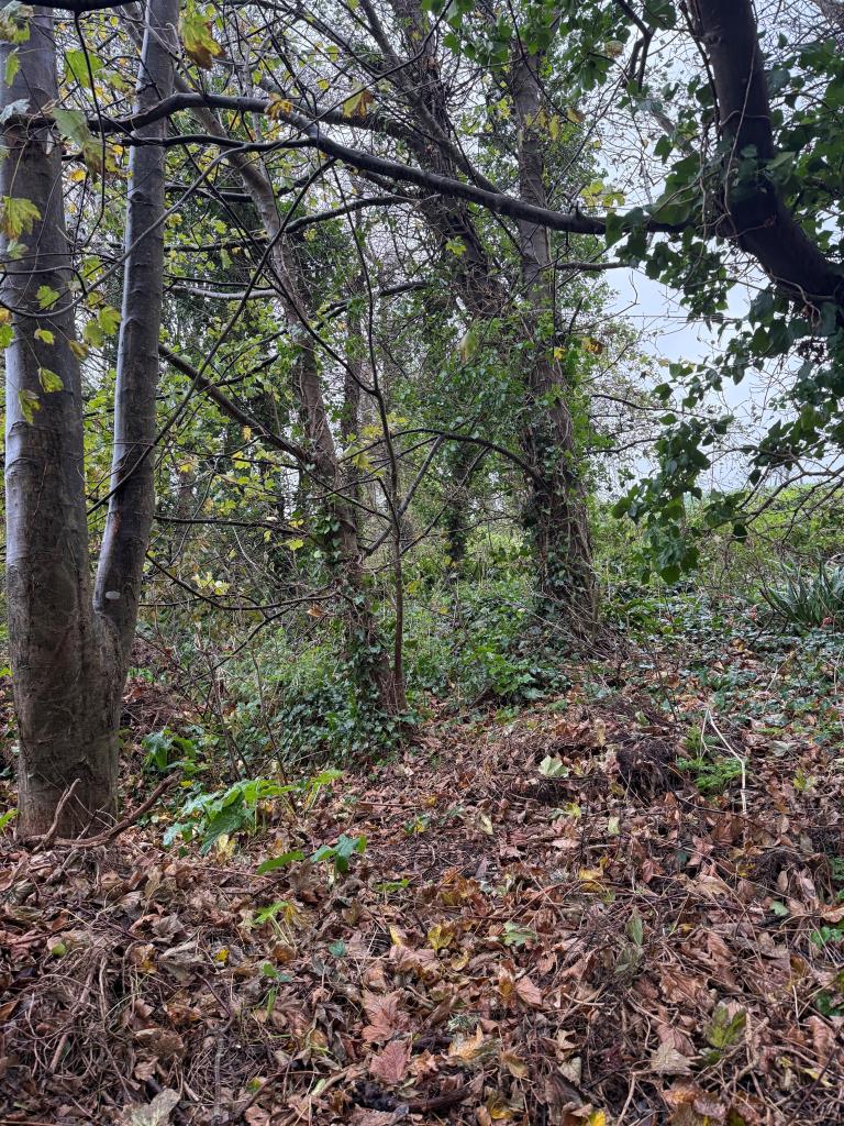 Lot: 116 - FREEHOLD PARCEL OF WOODLAND - Woodland